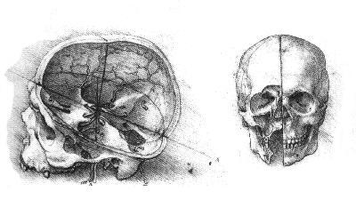 Leonardo da Vinci, Studi di cranio, disegni, 1489, Windsor Royal Library di Londra